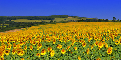 Image showing Sunflowers