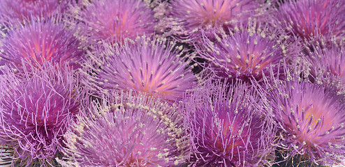 Image showing Thistles