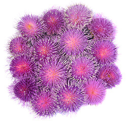 Image showing Thistle