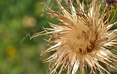 Image showing Thistle