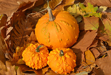 Image showing Small pumpkins