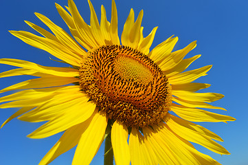 Image showing Sunflower