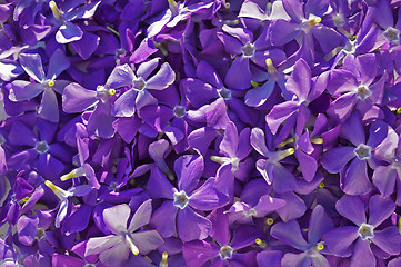 Image showing Background flowers