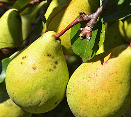 Image showing Green pears