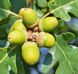 Image showing Green acorns