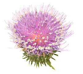 Image showing Thistle