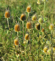 Image showing Dry thorns