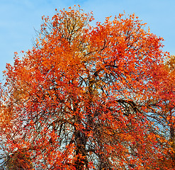 Image showing Autumn tree
