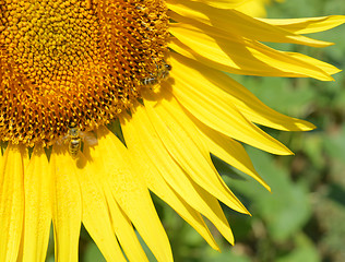 Image showing Sunflower and bees