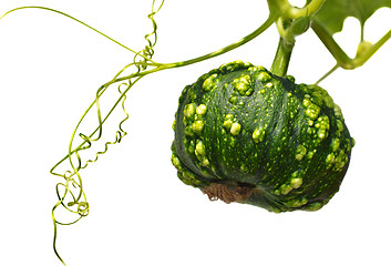 Image showing Small green pumpkin