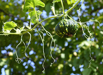 Image showing Small green pumpkin