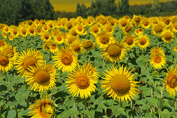 Image showing Sunflowers