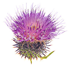 Image showing Thistle