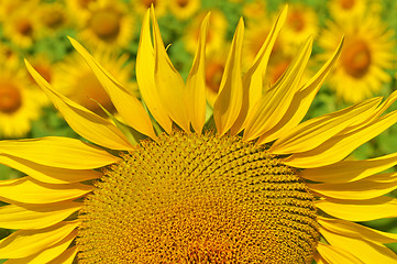 Image showing Sunflower