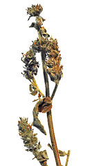 Image showing Dried Woundwort