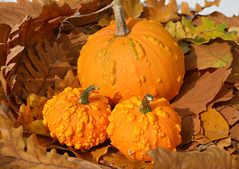 Image showing Small pumpkins