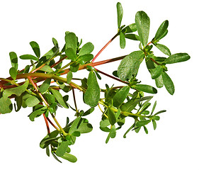 Image showing Purslane