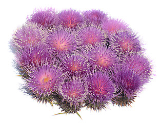 Image showing Thistle