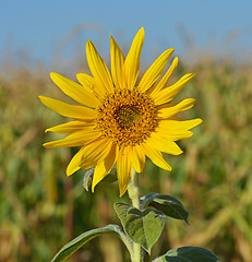 Image showing Sunflower