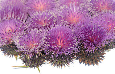 Image showing Thistle