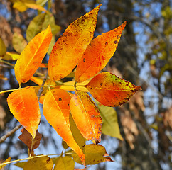 Image showing Autumn leaves