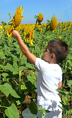 Image showing Kid and sunflowers