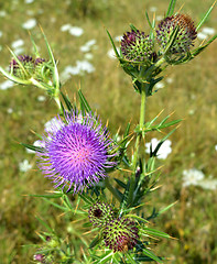 Image showing Thistle