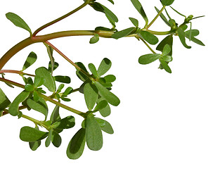 Image showing Purslane