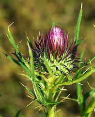 Image showing Thistle bud