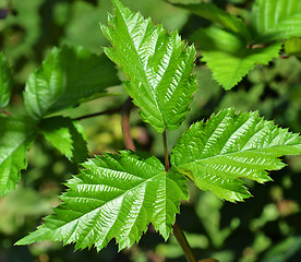 Image showing Leaves of blackberry