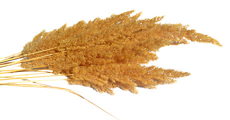 Image showing Dried grass for decoration