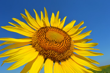 Image showing Sunflower