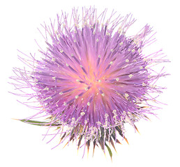 Image showing Thistle