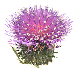 Image showing Thistle