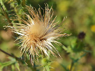 Image showing Thistle