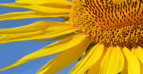 Image showing Sunflower