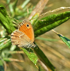 Image showing Butterfly