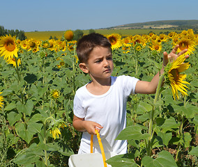Image showing Kid and sunflowers