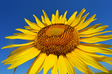 Image showing Sunflower