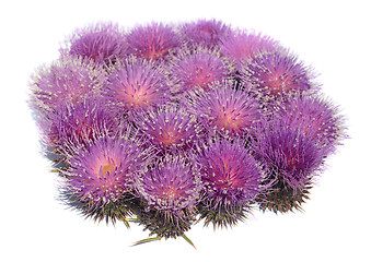 Image showing Thistle