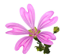 Image showing Mallow