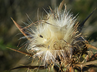 Image showing Thistle