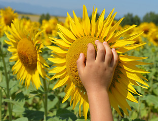 Image showing Sunflower