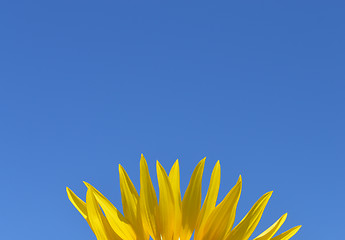Image showing Petals of sunflower