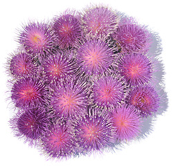 Image showing Thistle