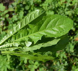 Image showing Bouquet of leaves from dandelions