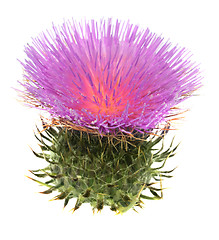 Image showing Thistle