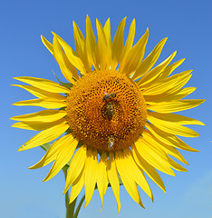 Image showing Sunflower and bees