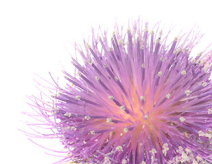 Image showing Thistle