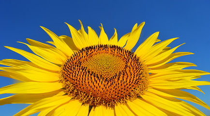 Image showing Sunflower